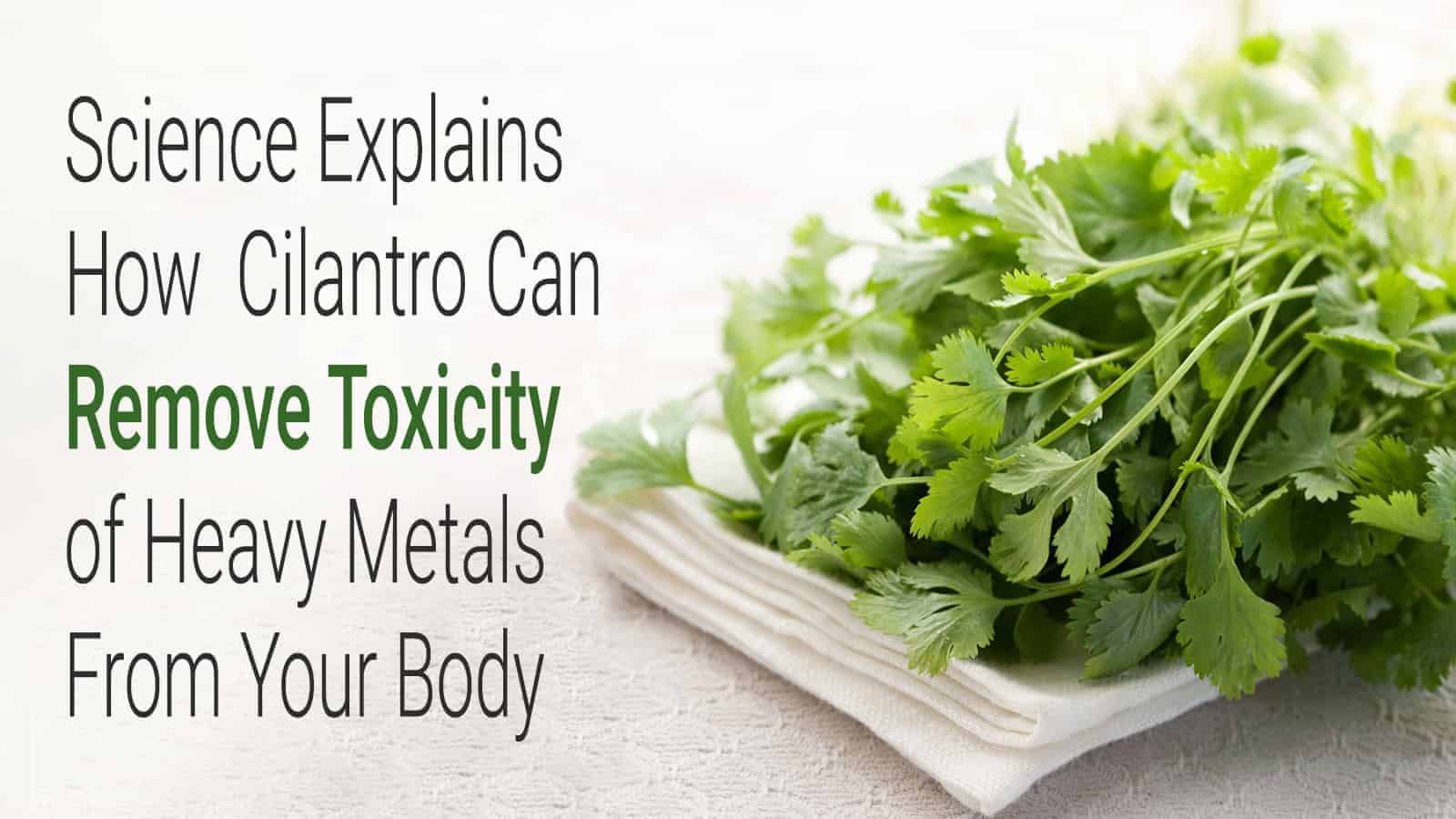 Science Explains How Cilantro Can Remove Toxicity of Heavy Metals From